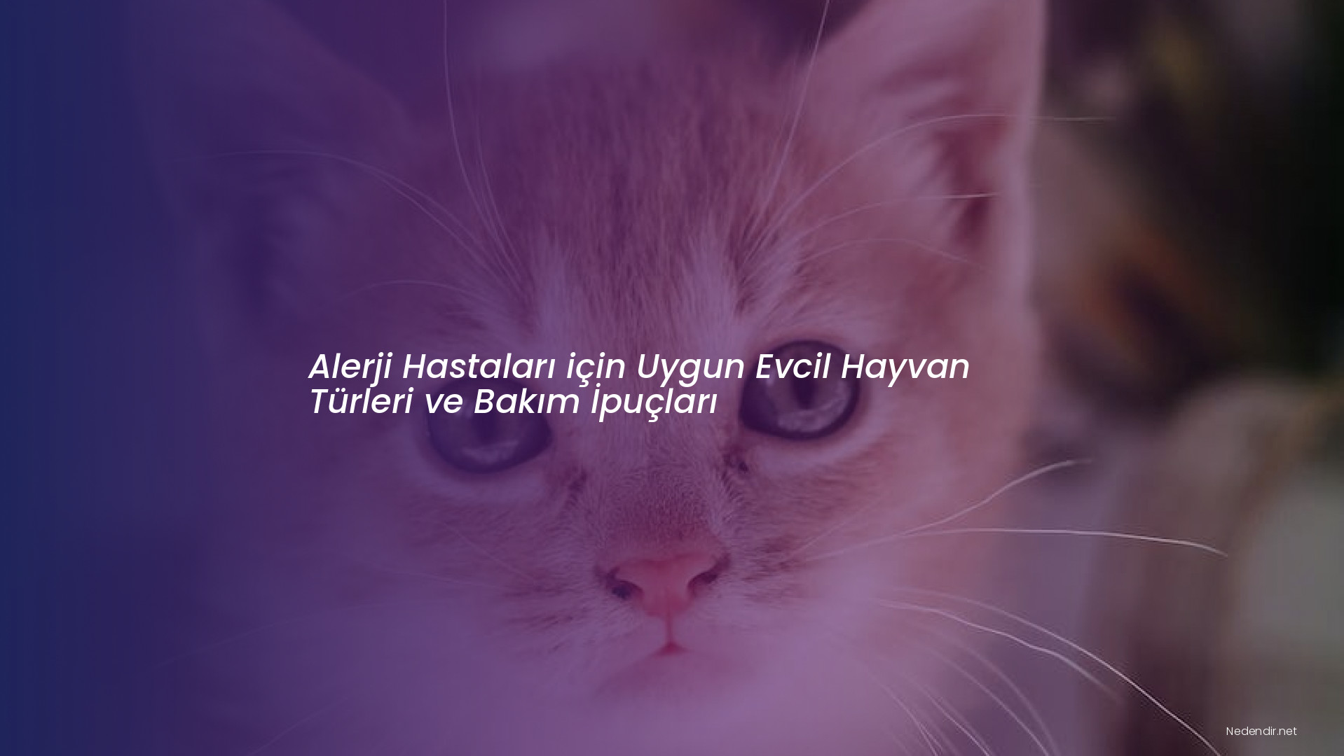 Alerji Hastaları için Uygun Evcil Hayvan Türleri ve Bakım İpuçları