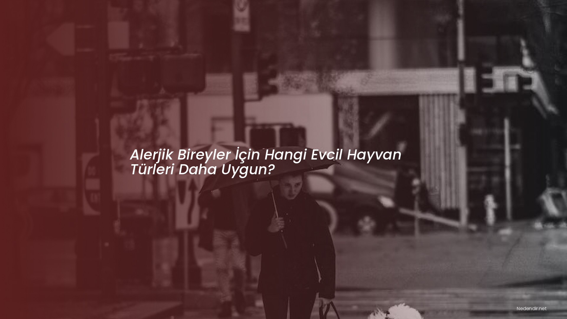 Alerjik Bireyler İçin Hangi Evcil Hayvan Türleri Daha Uygun?