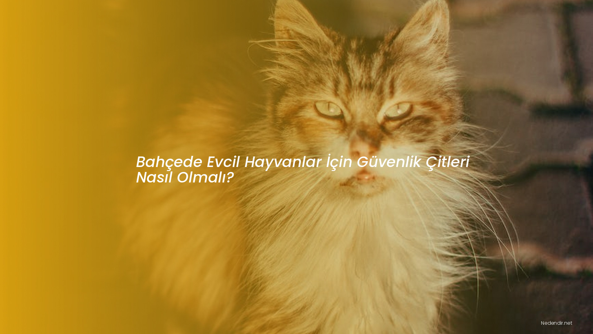 Bahçede Evcil Hayvanlar İçin Güvenlik Çitleri Nasıl Olmalı? Bahçede Evcil Hayvanlar İçin Güvenlik Çitleri Nasıl Olmalı?