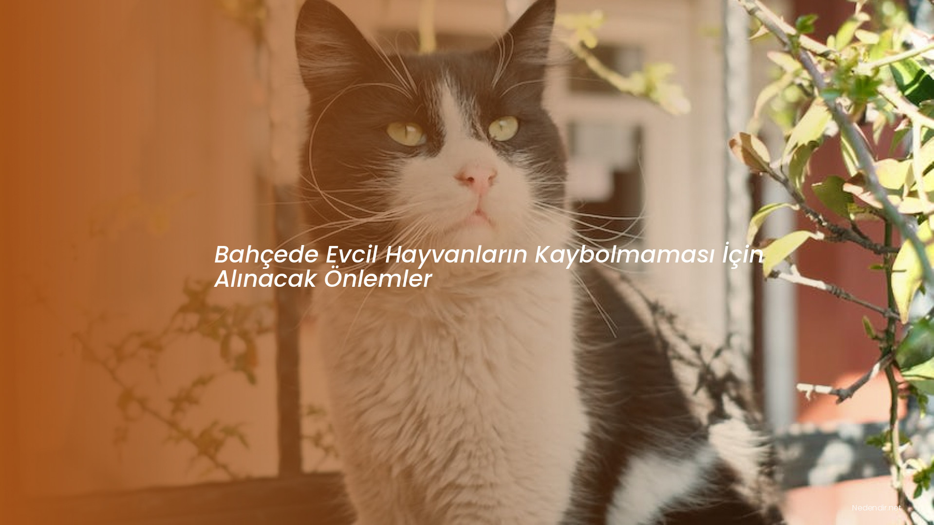 Bahçede Evcil Hayvanların Kaybolmaması İçin Alınacak Önlemler Bahçede Evcil Hayvanların Kaybolmaması İçin Alınacak Önlemler