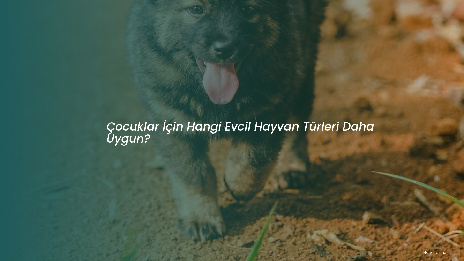 Çocuklar İçin Hangi Evcil Hayvan Türleri Daha Uygun?