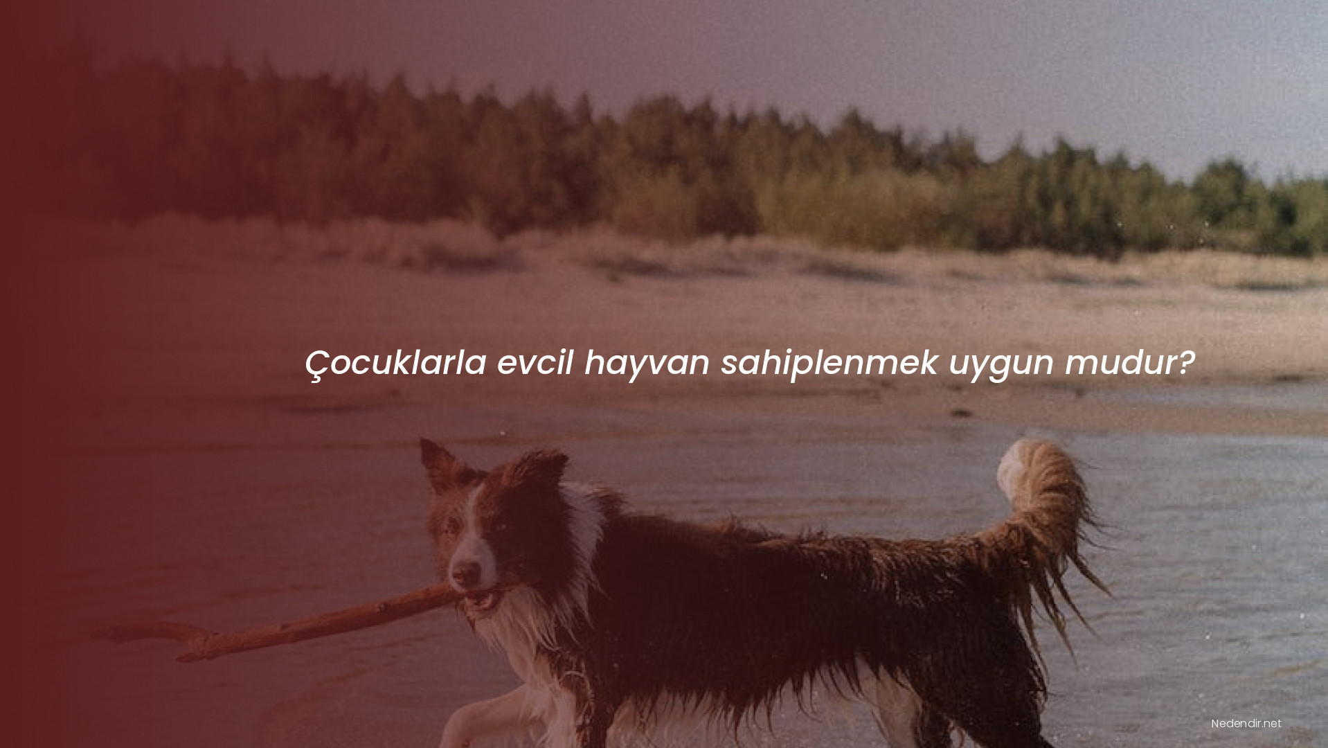 Çocuklarla evcil hayvan sahiplenmek uygun mudur?