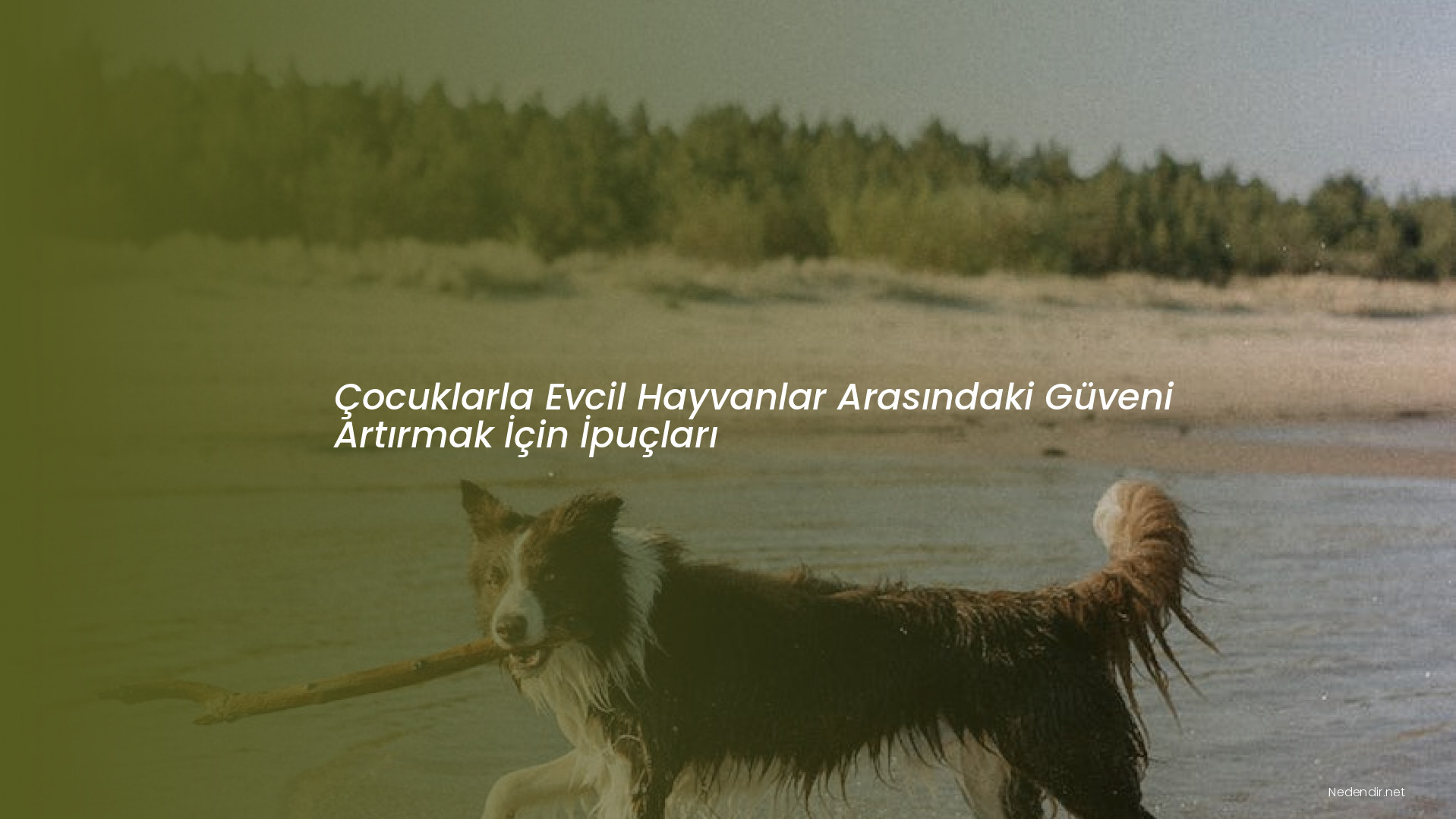 Çocuklarla Evcil Hayvanlar Arasındaki Güveni Artırmak İçin İpuçları