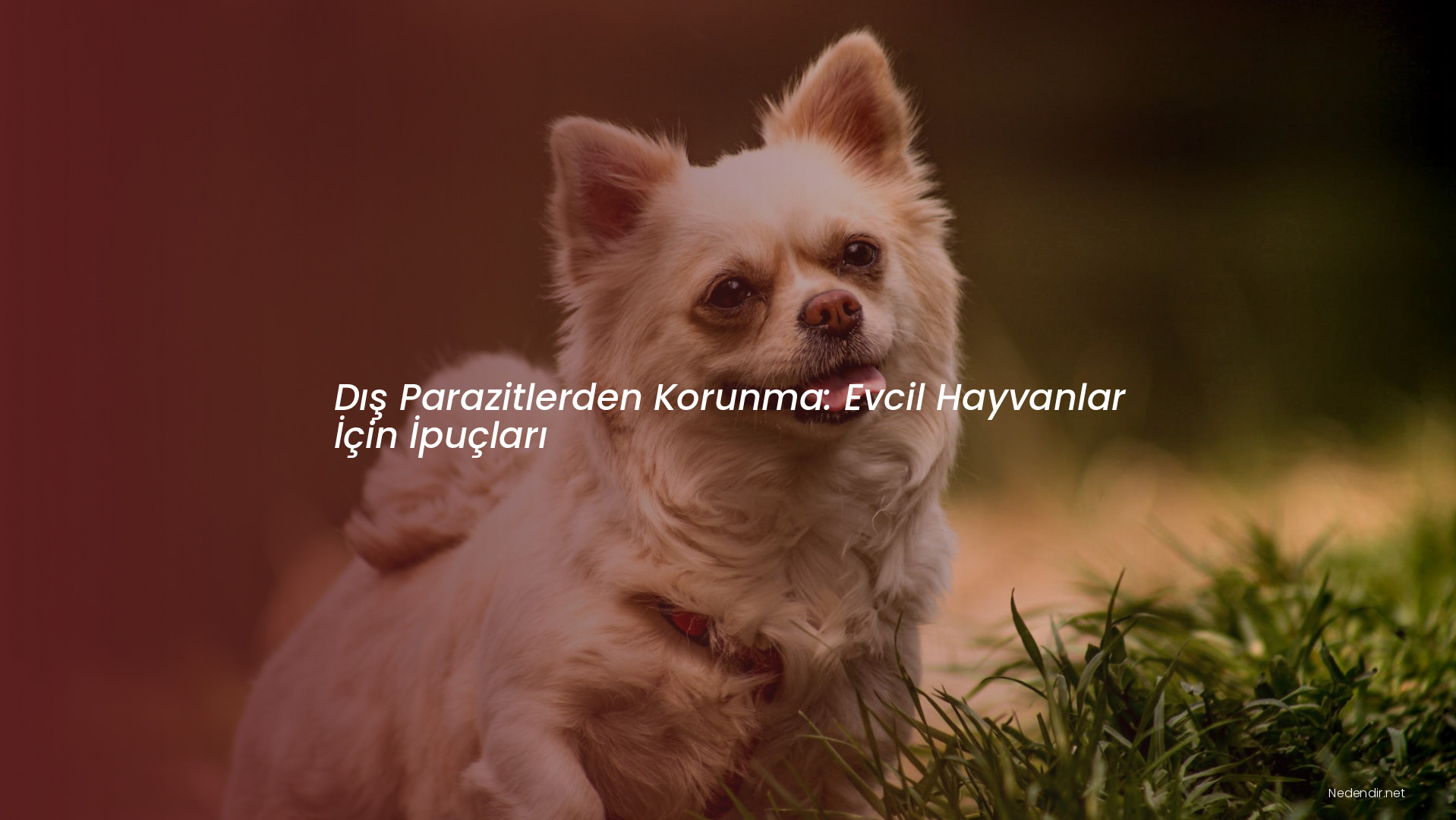 Dış Parazitlerden Korunma: Evcil Hayvanlar İçin İpuçları