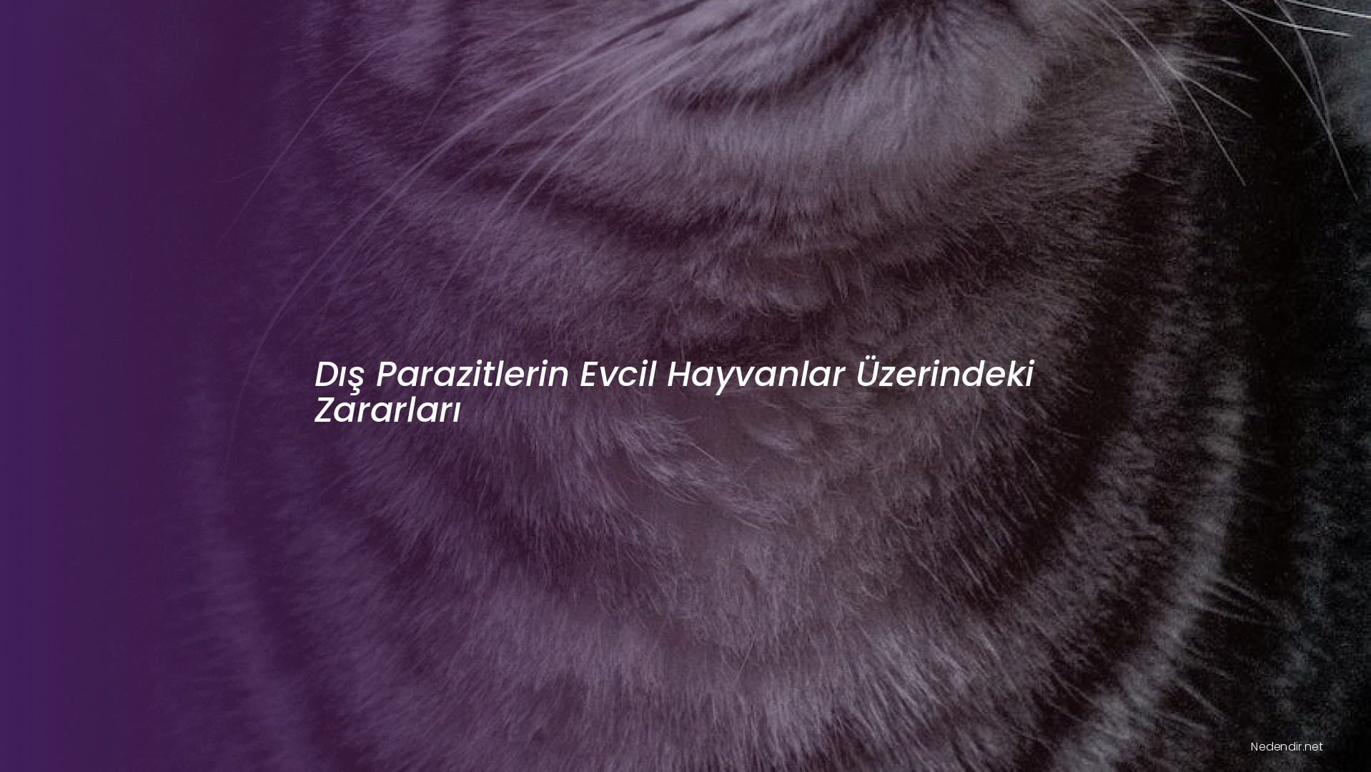 Dış Parazitlerin Evcil Hayvanlar Üzerindeki Zararları