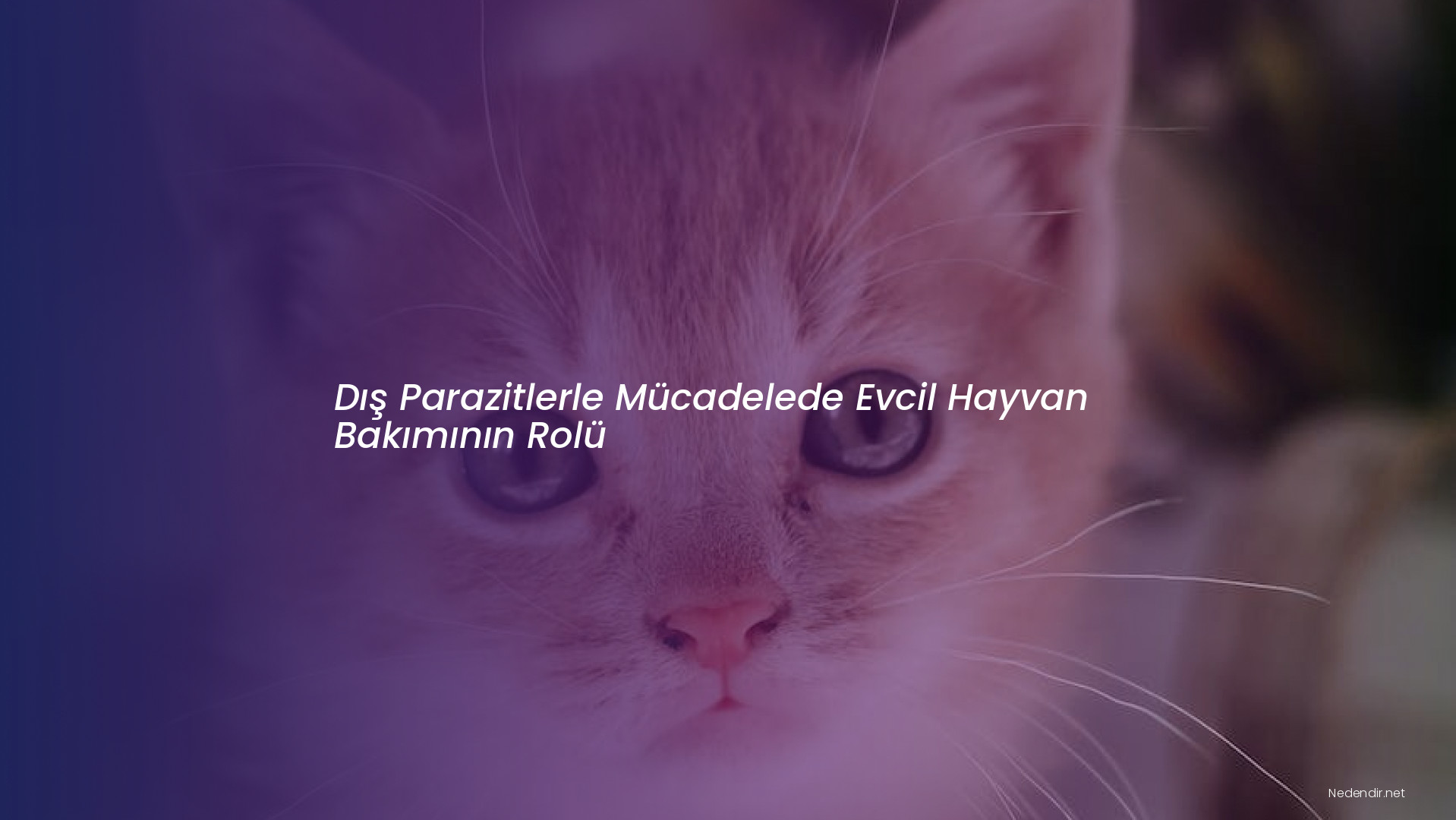 Dış Parazitlerle Mücadelede Evcil Hayvan Bakımının Rolü