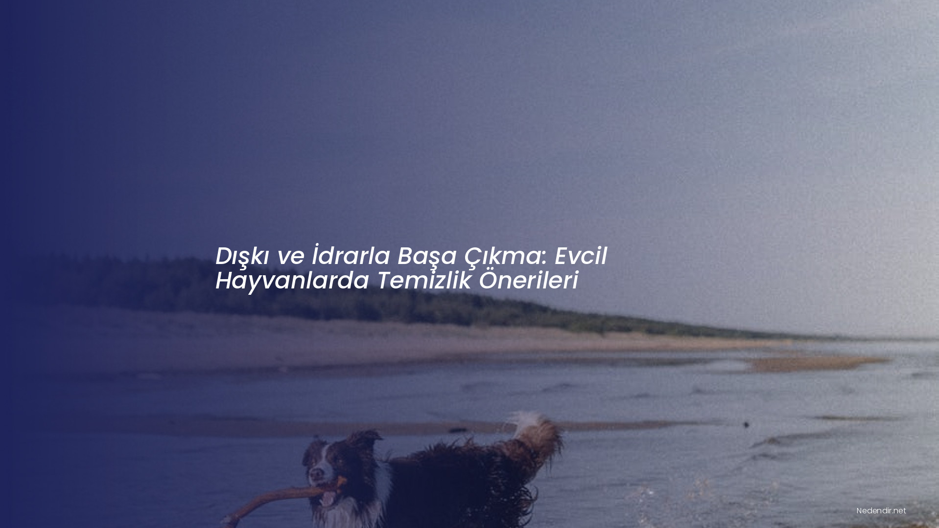 Dışkı ve İdrarla Başa Çıkma: Evcil Hayvanlarda Temizlik Önerileri