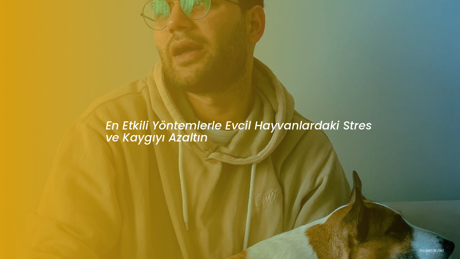 En Etkili Yöntemlerle Evcil Hayvanlardaki Stres ve Kaygıyı Azaltın
