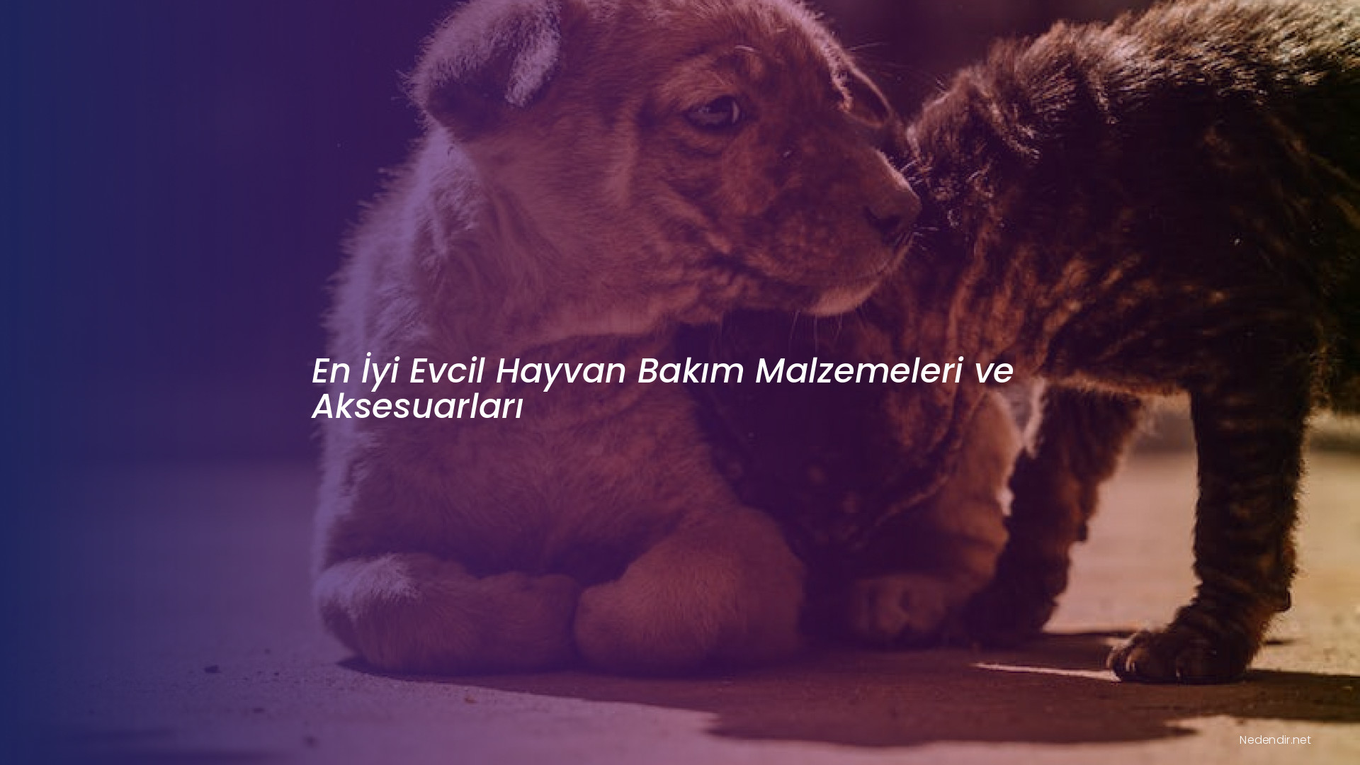 En İyi Evcil Hayvan Bakım Malzemeleri ve Aksesuarları
