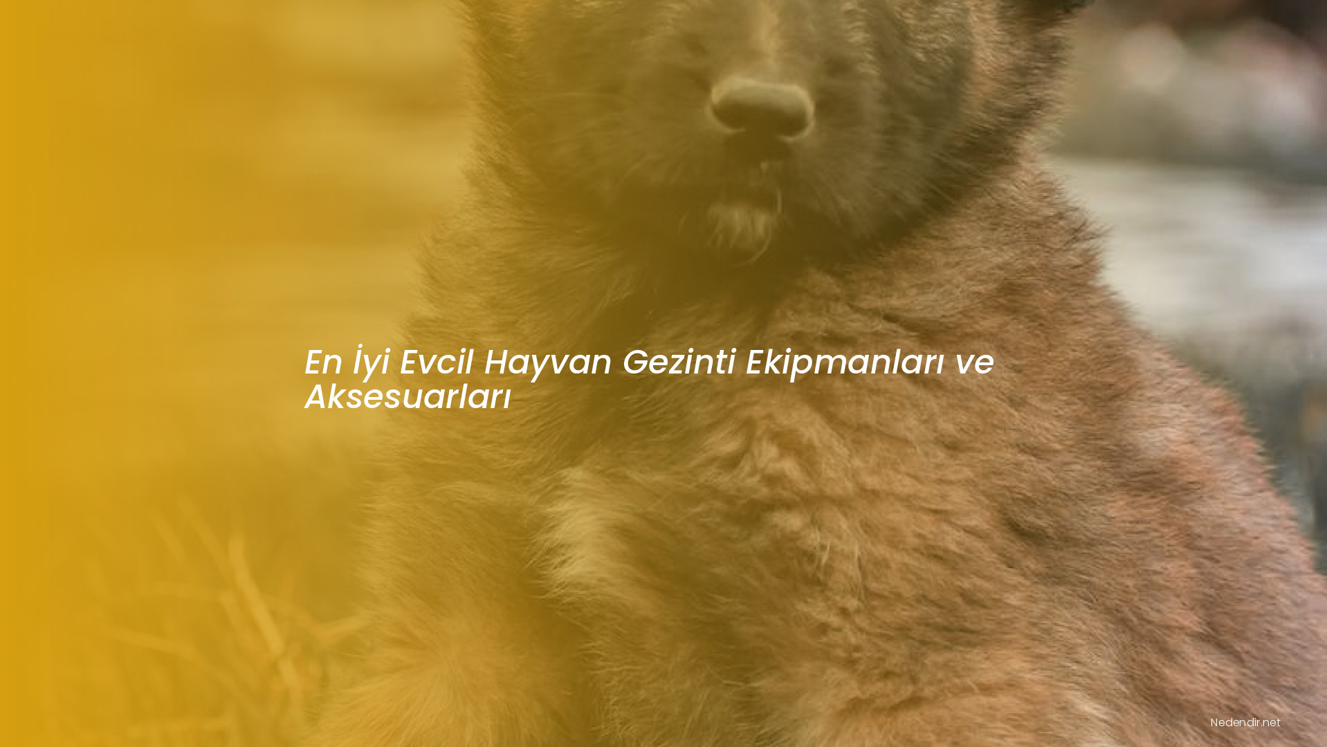 En İyi Evcil Hayvan Gezinti Ekipmanları ve Aksesuarları