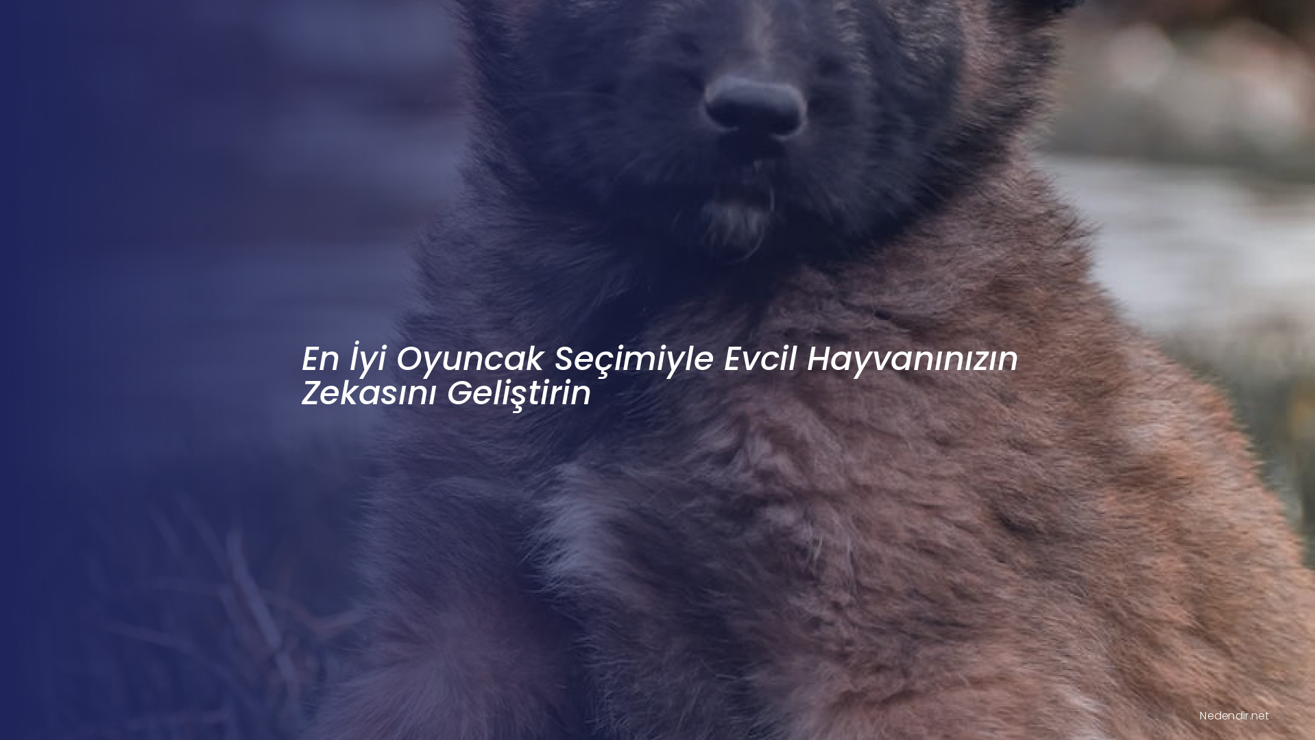 En İyi Oyuncak Seçimiyle Evcil Hayvanınızın Zekasını Geliştirin