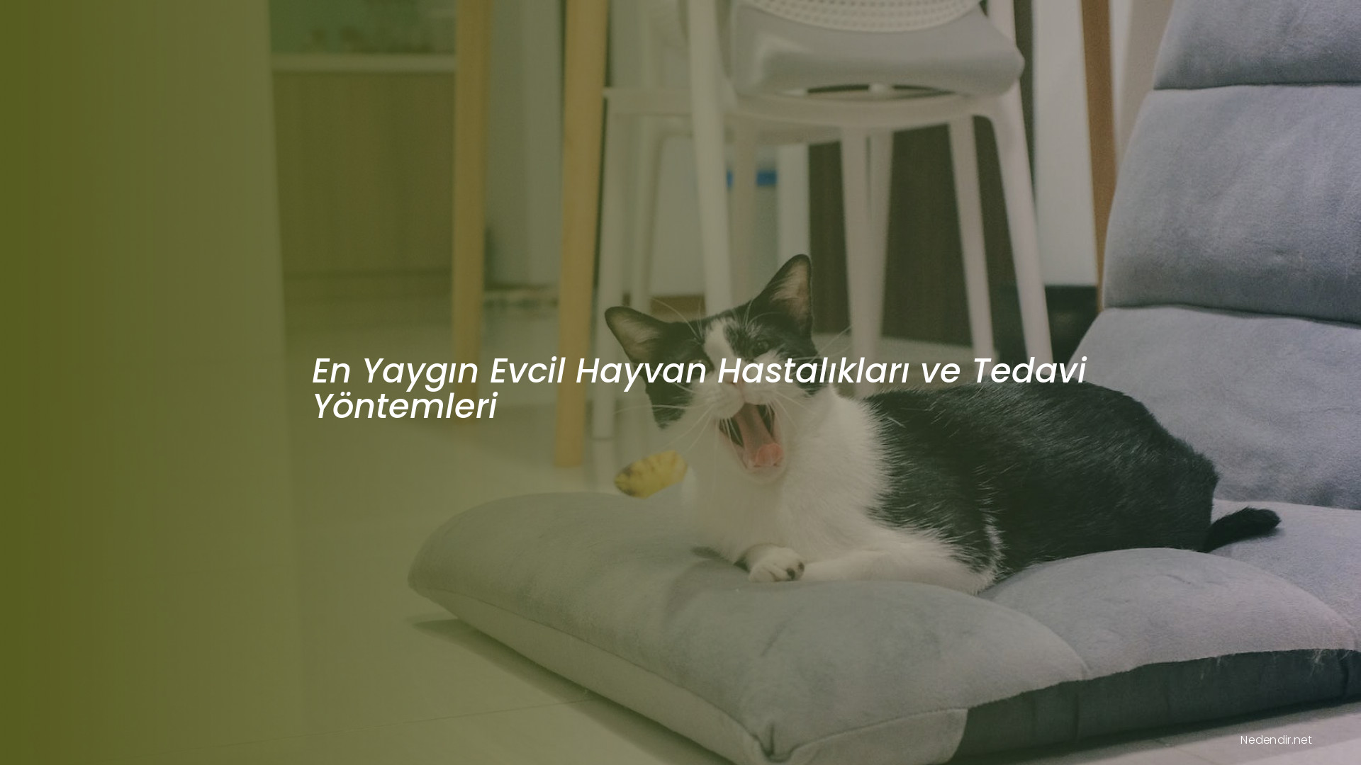 En Yaygın Evcil Hayvan Hastalıkları ve Tedavi Yöntemleri