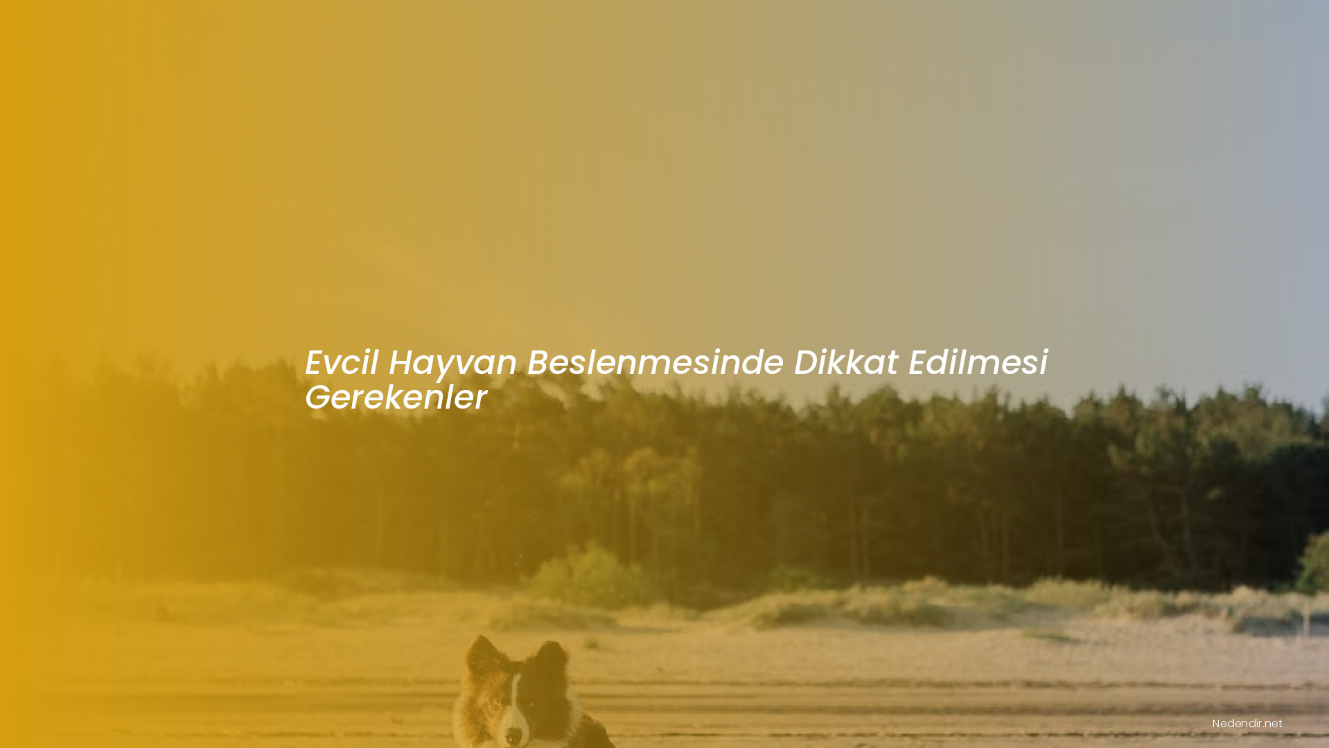 Evcil Hayvan Beslenmesinde Dikkat Edilmesi Gerekenler