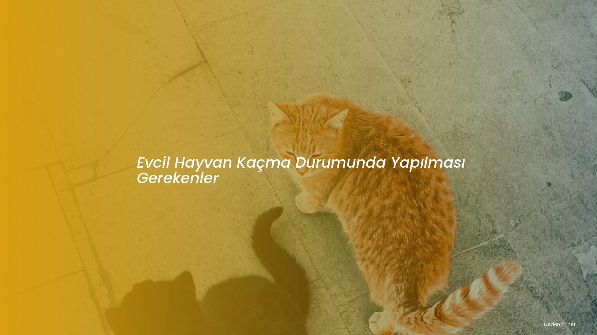 Evcil Hayvan Kaçma Durumunda Yapılması Gerekenler