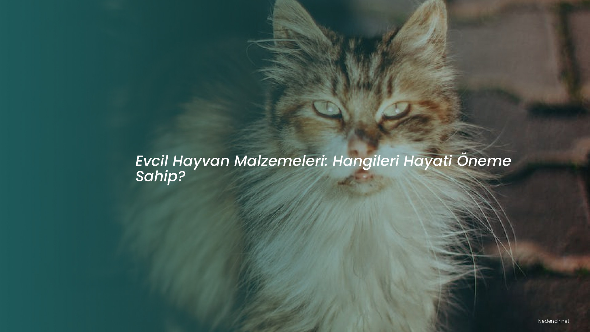 Evcil Hayvan Malzemeleri: Hangileri Hayati Öneme Sahip?