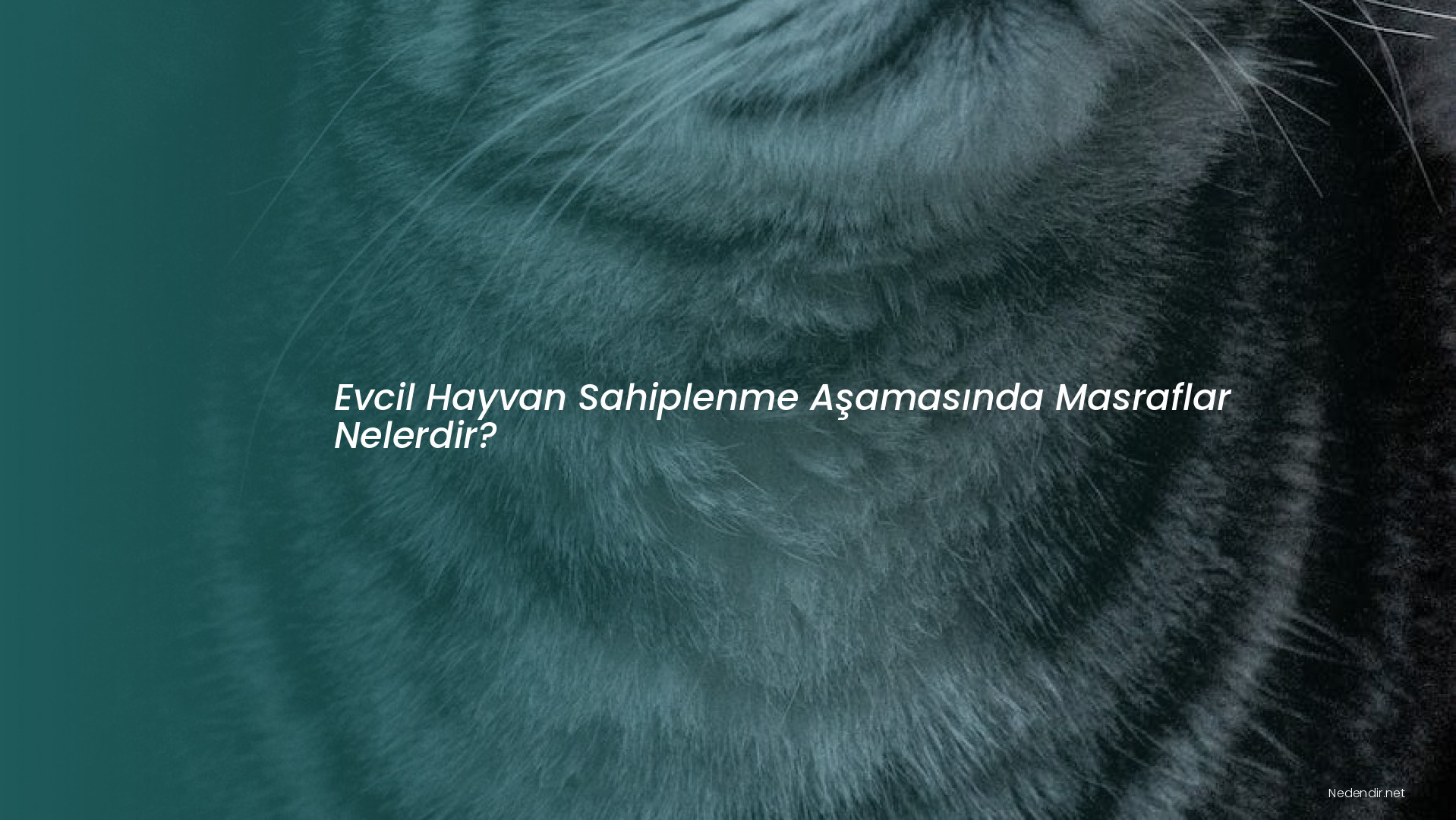 Evcil Hayvan Sahiplenme Aşamasında Masraflar Nelerdir?