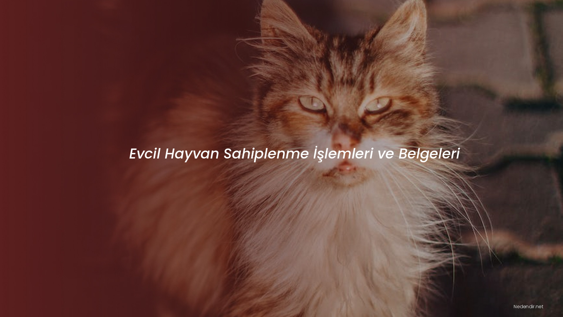 Evcil Hayvan Sahiplenme İşlemleri ve Belgeleri