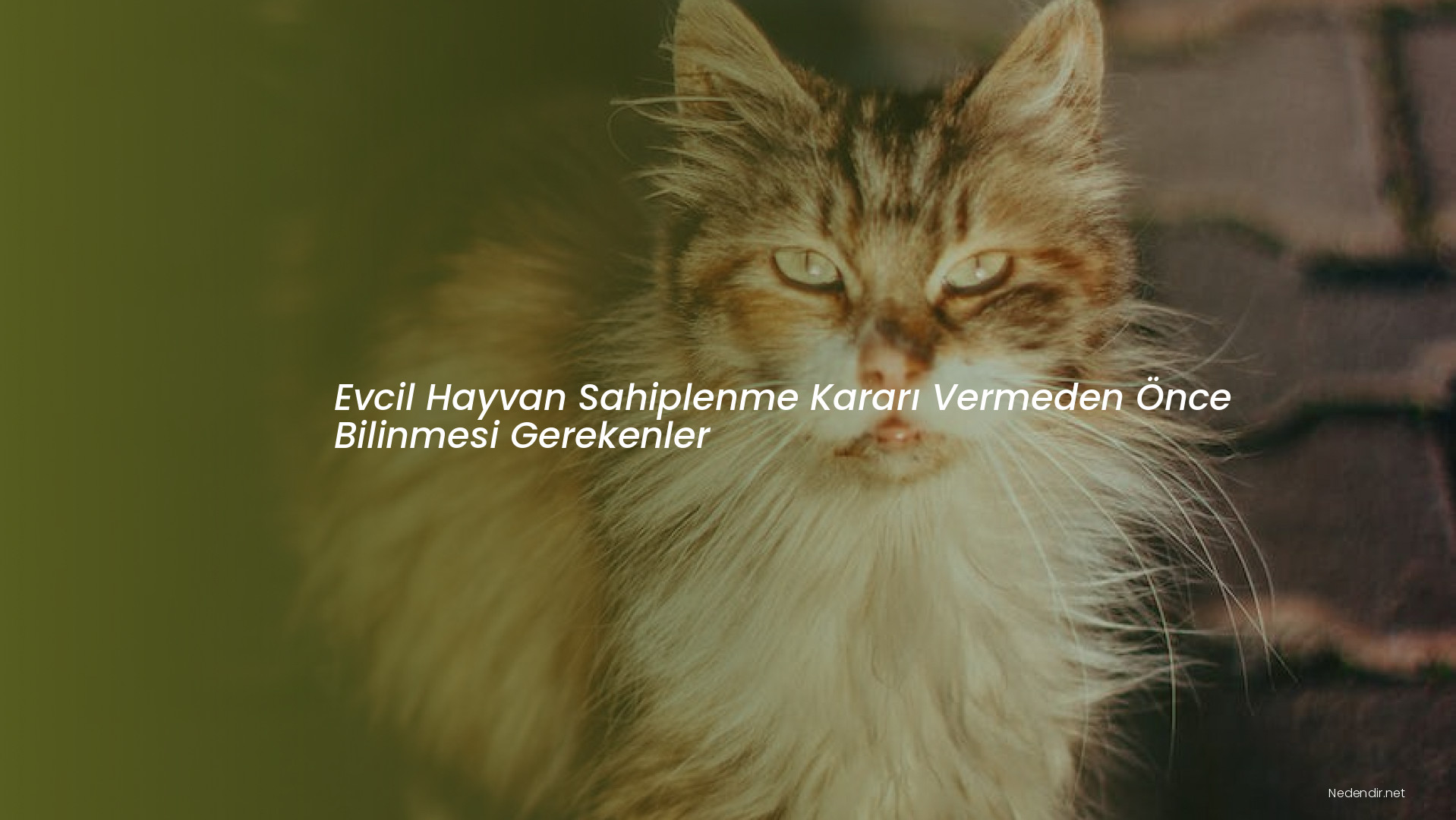Evcil Hayvan Sahiplenme Kararı Vermeden Önce Bilinmesi Gerekenler
