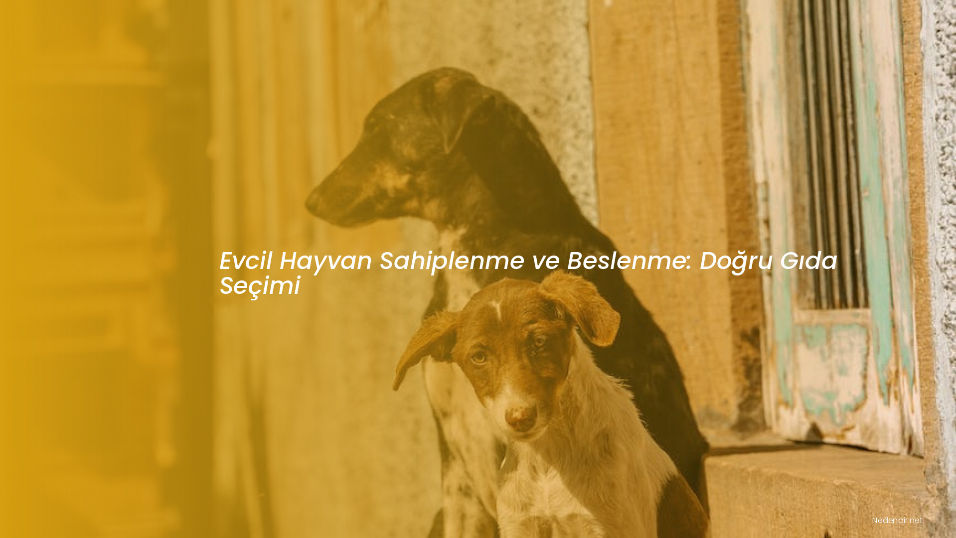 Evcil Hayvan Sahiplenme ve Beslenme: Doğru Gıda Seçimi