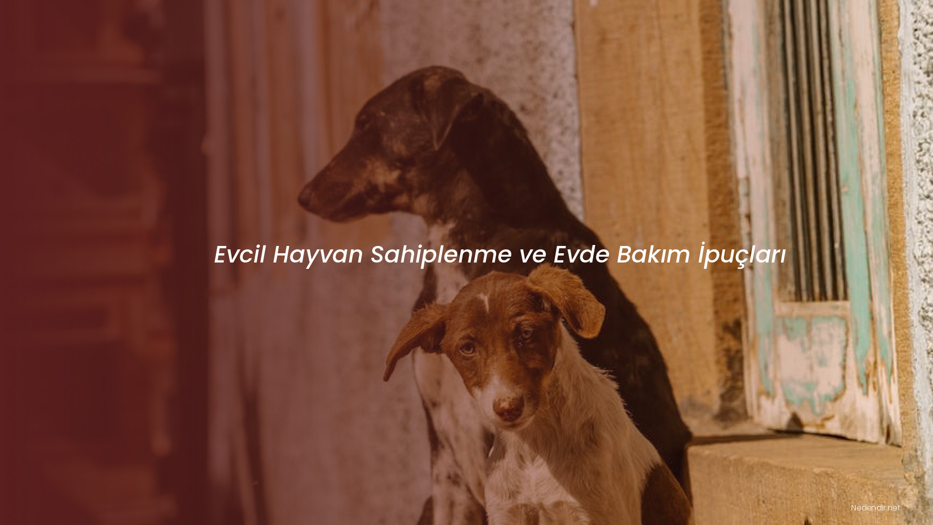 Evcil Hayvan Sahiplenme ve Evde Bakım İpuçları
