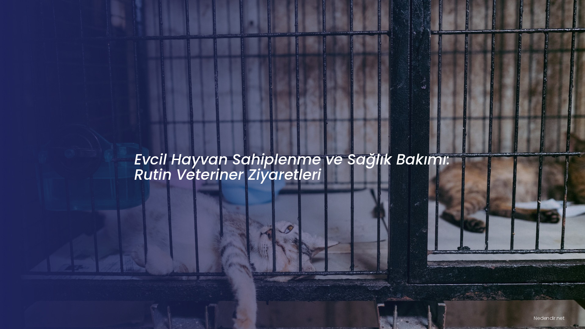 Evcil Hayvan Sahiplenme ve Sağlık Bakımı: Rutin Veteriner Ziyaretleri