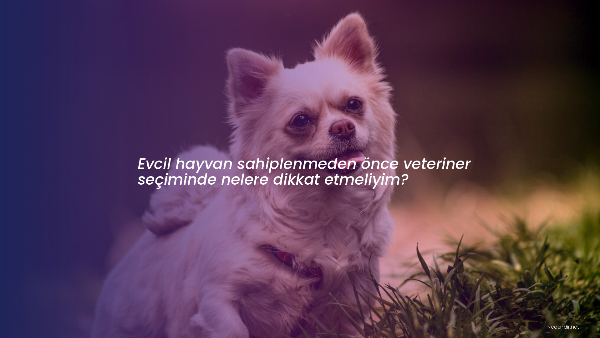 Evcil hayvan sahiplenmeden önce veteriner seçiminde nelere dikkat etmeliyim?