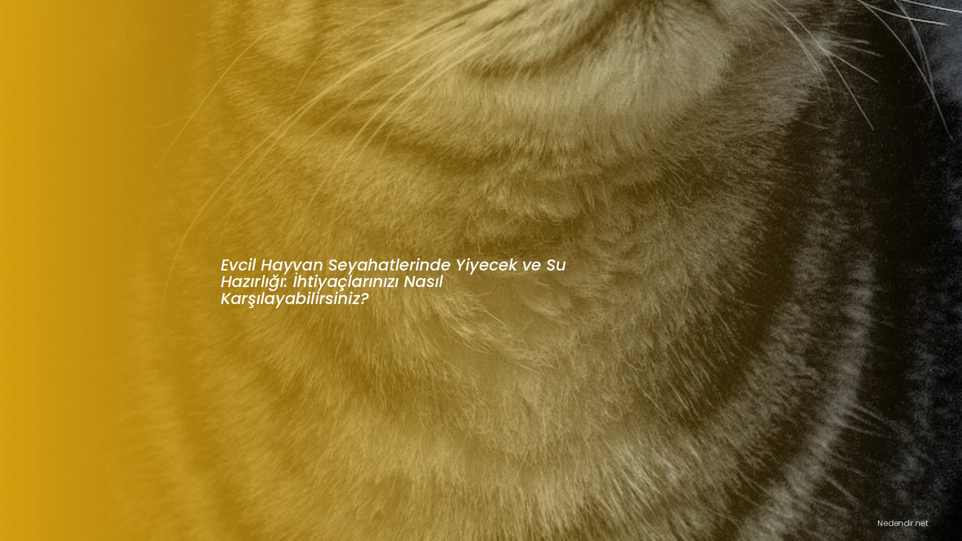 Evcil Hayvan Seyahatlerinde Yiyecek ve Su Hazırlığı: İhtiyaçlarınızı Nasıl Karşılayabilirsiniz?