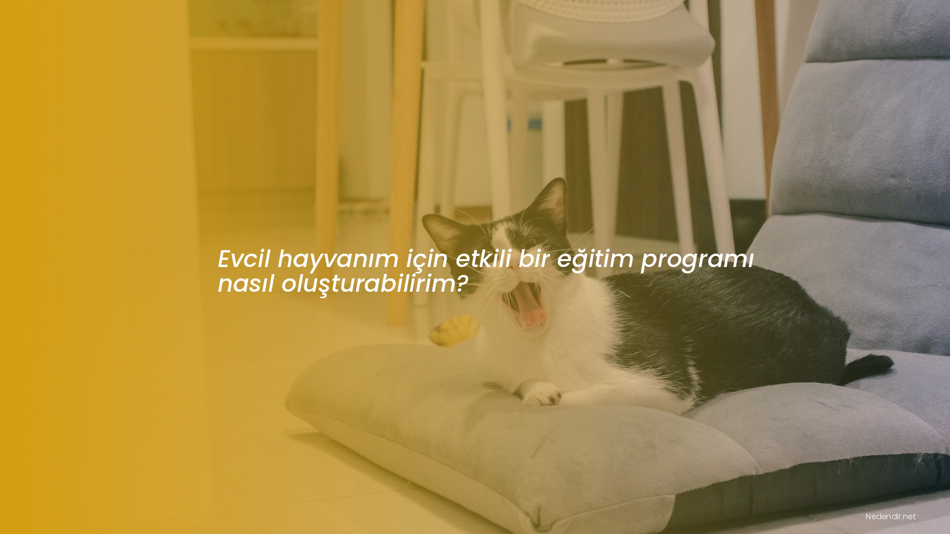 Evcil hayvanım için etkili bir eğitim programı nasıl oluşturabilirim?