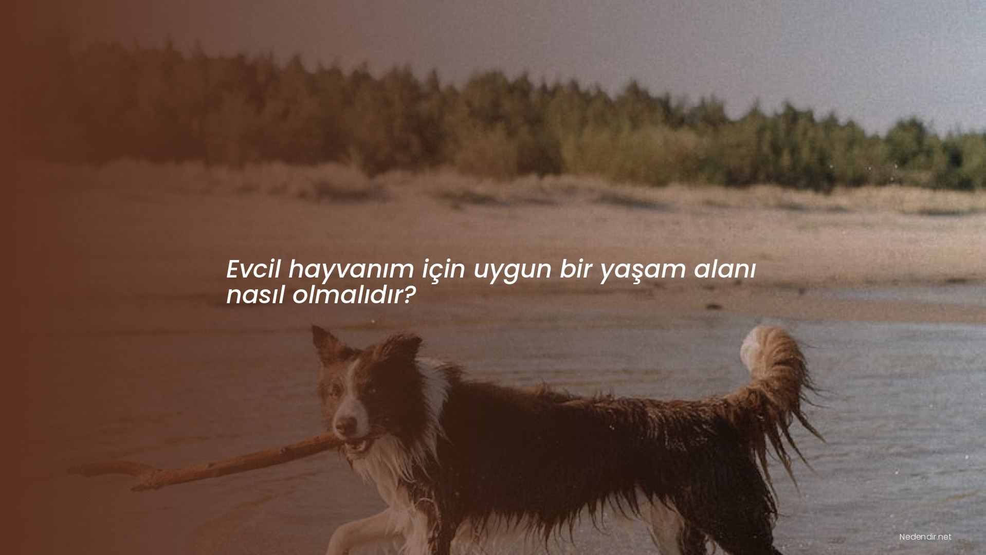 Evcil hayvanım için uygun bir yaşam alanı nasıl olmalıdır?
