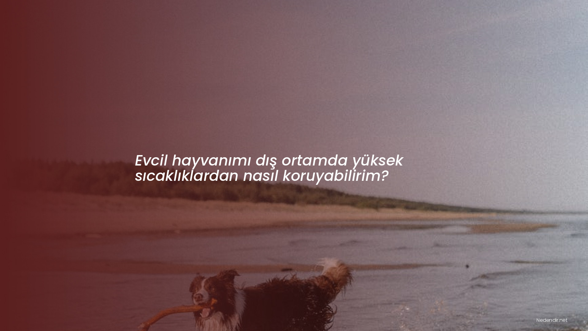Evcil hayvanımı dış ortamda yüksek sıcaklıklardan nasıl koruyabilirim? Evcil hayvanımı dış ortamda yüksek sıcaklıklardan nasıl koruyabilirim?