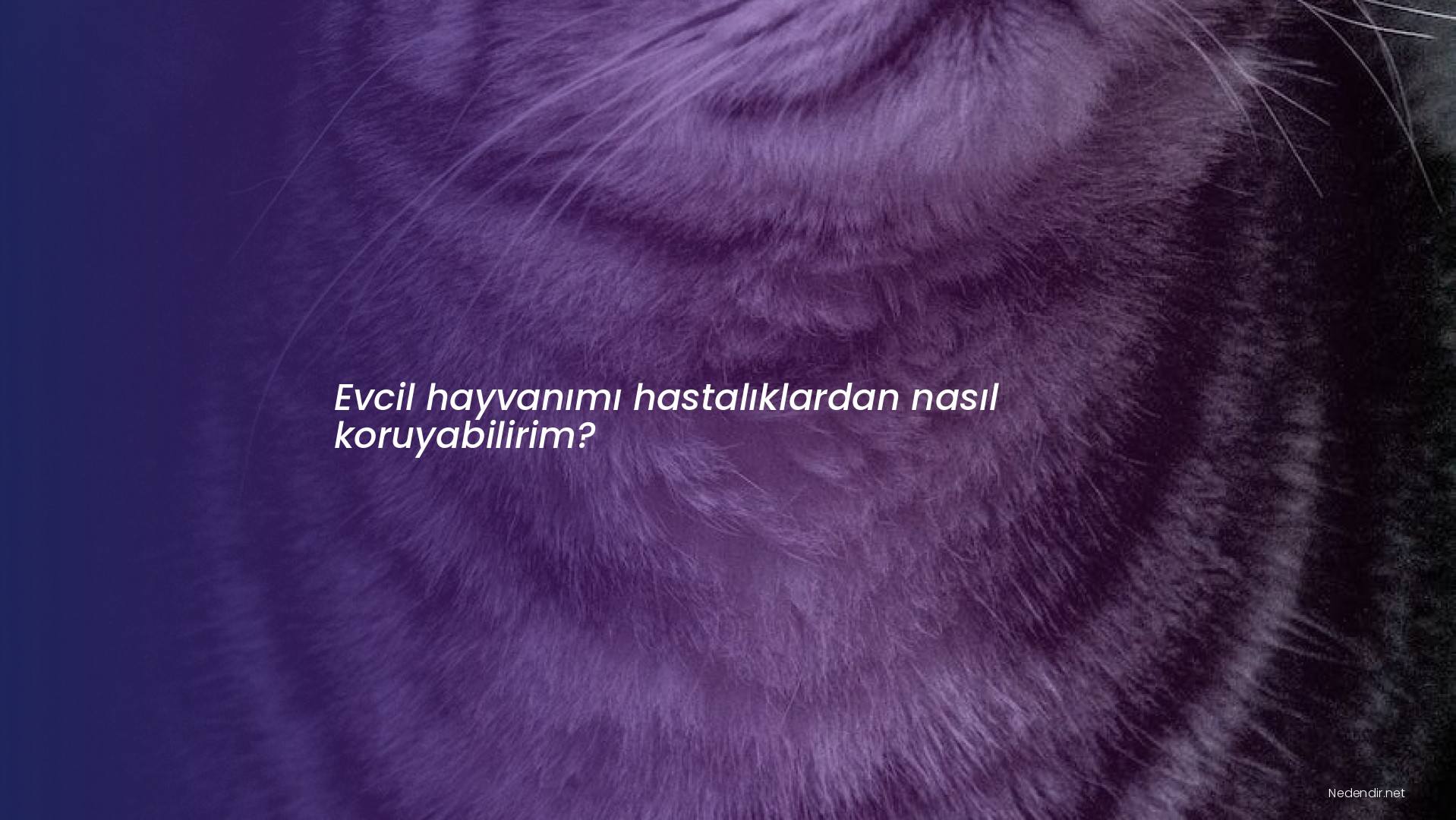 Evcil hayvanımı hastalıklardan nasıl koruyabilirim?