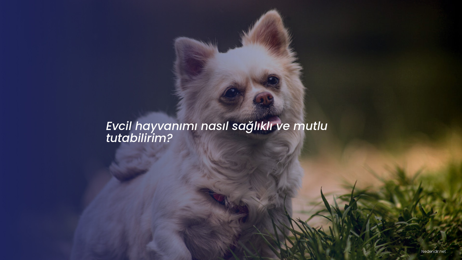Evcil hayvanımı nasıl sağlıklı ve mutlu tutabilirim?