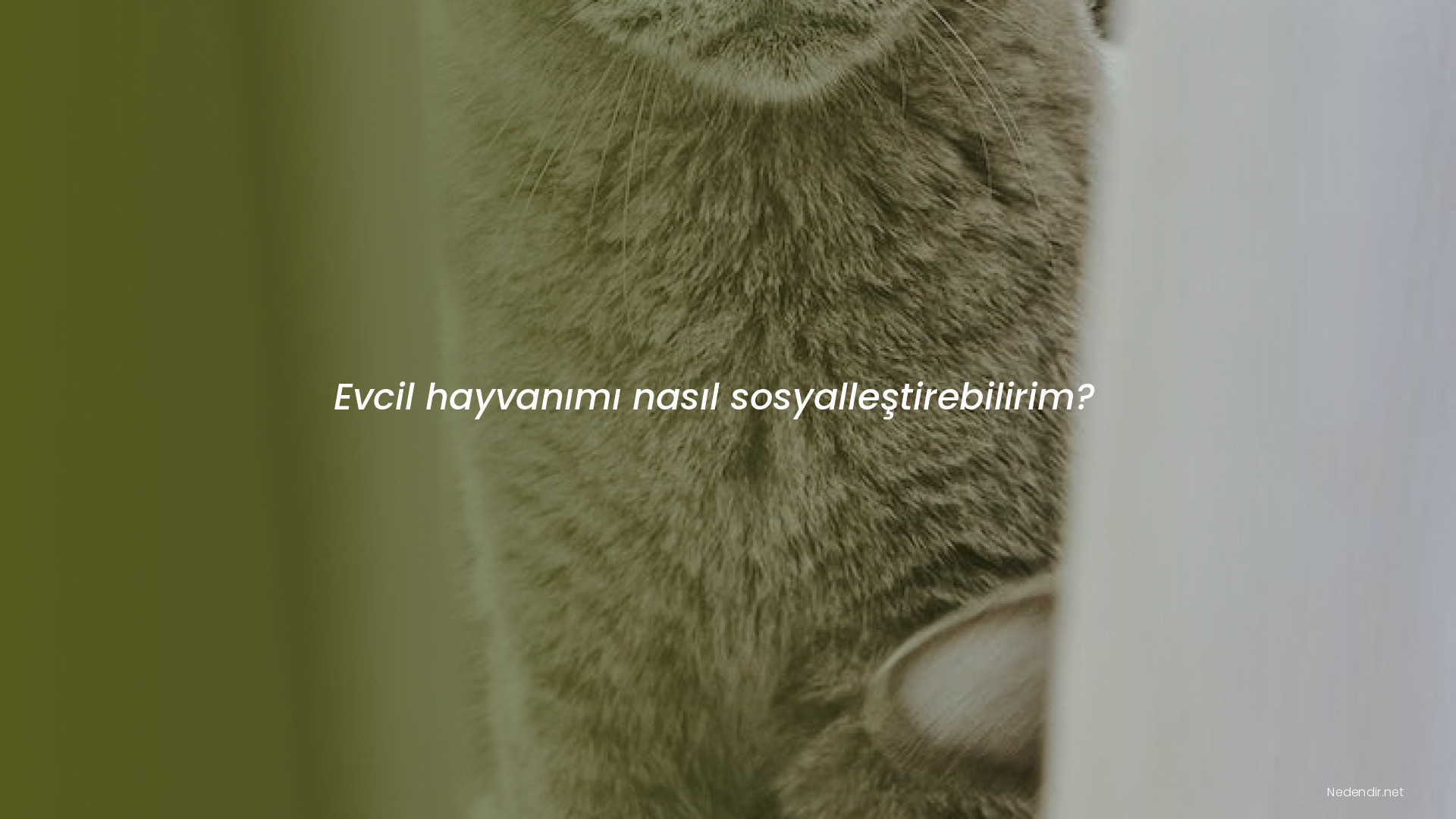Evcil hayvanımı nasıl sosyalleştirebilirim?