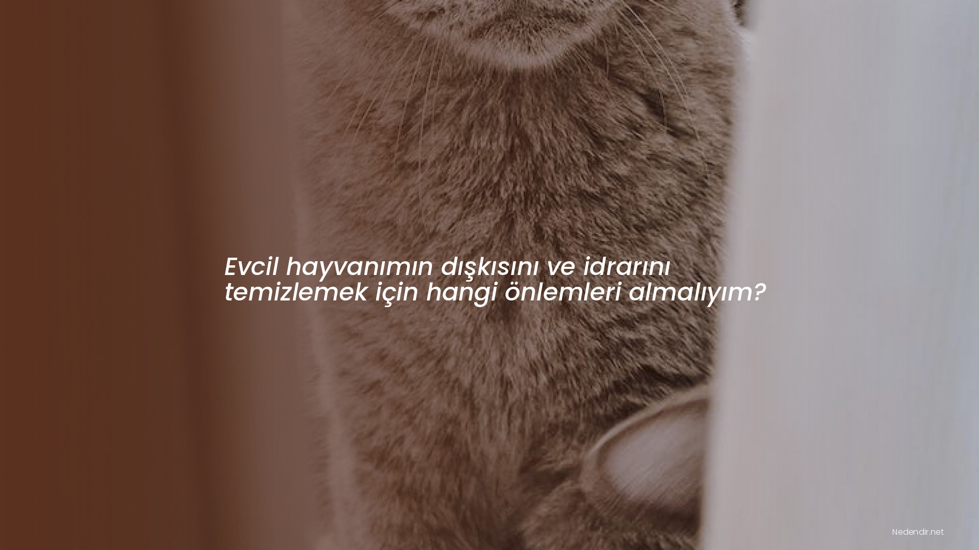 Evcil hayvanımın dışkısını ve idrarını temizlemek için hangi önlemleri almalıyım?