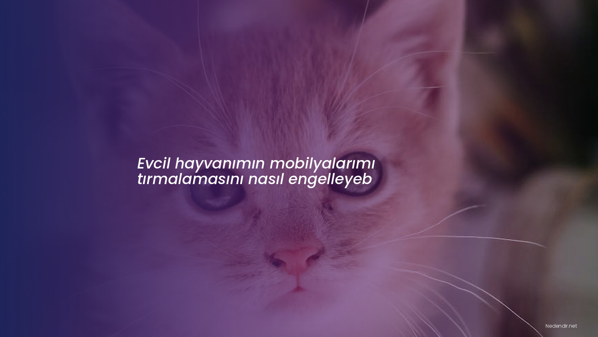 Evcil hayvanımın mobilyalarımı tırmalamasını nasıl engelleyeb