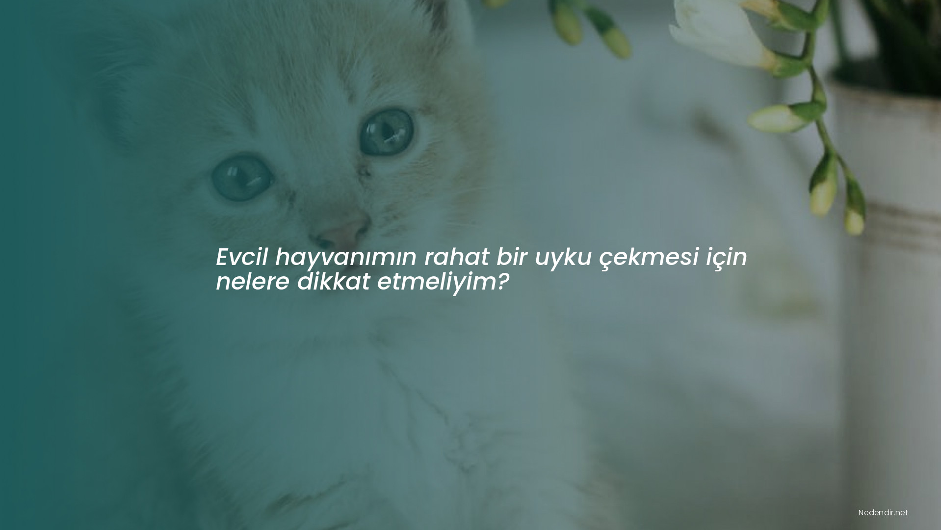 Evcil hayvanımın rahat bir uyku çekmesi için nelere dikkat etmeliyim?