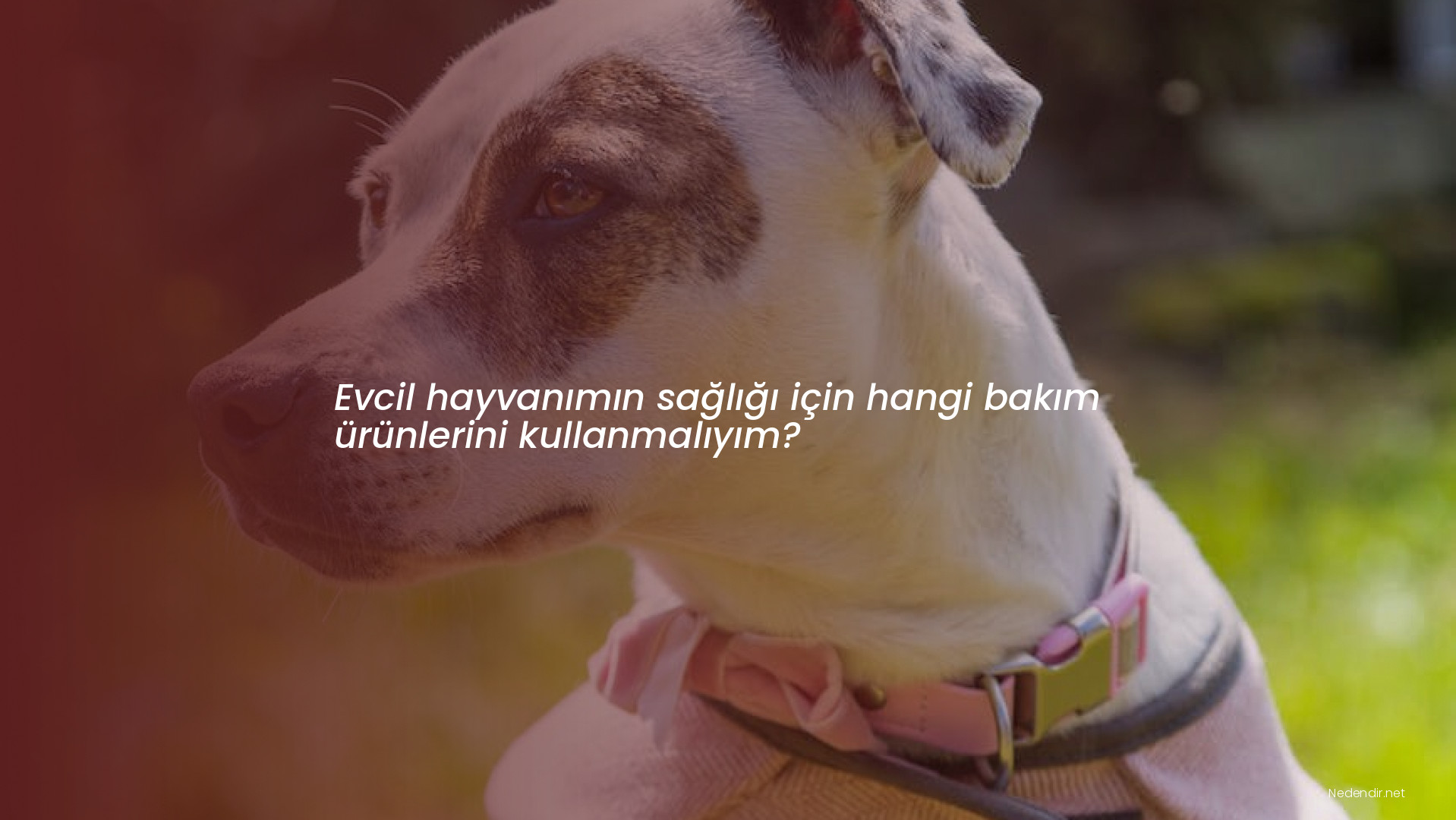 Evcil hayvanımın sağlığı için hangi bakım ürünlerini kullanmalıyım?