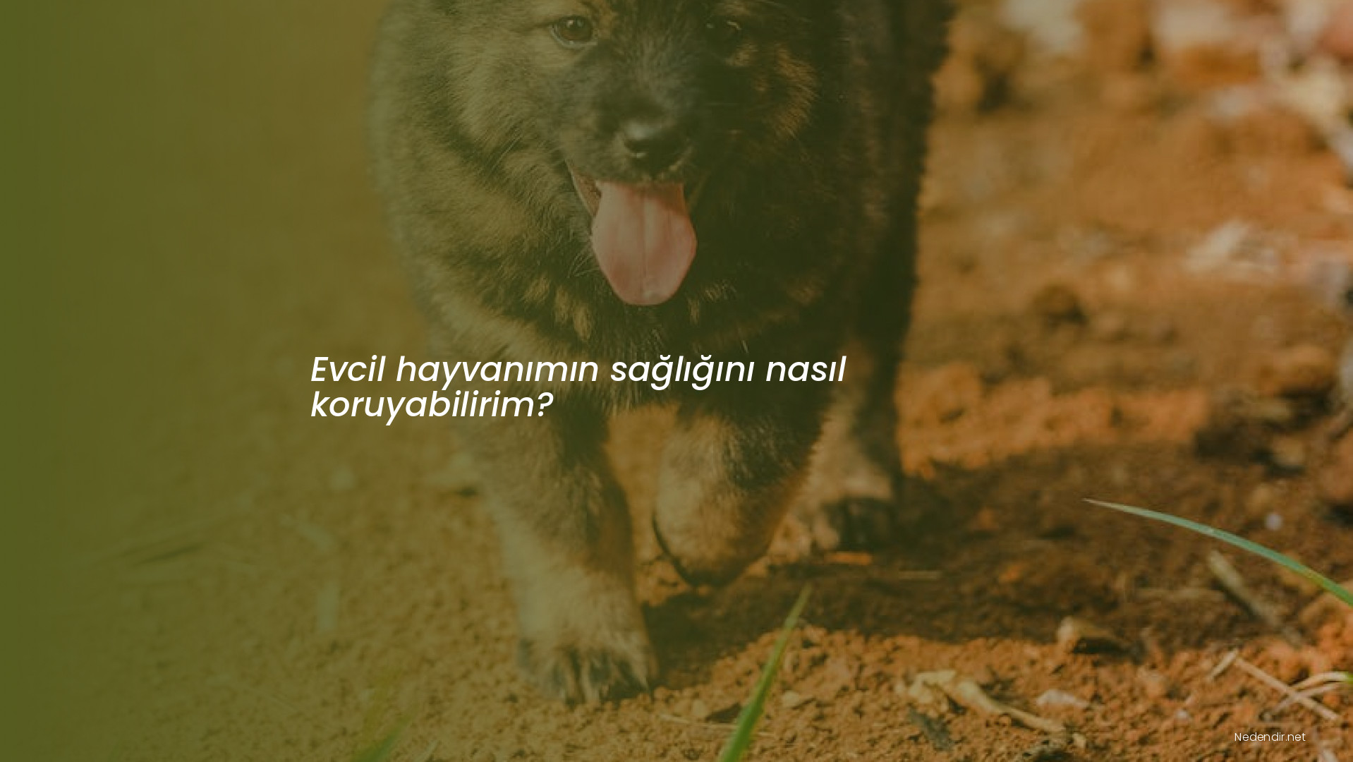 Evcil hayvanımın sağlığını nasıl koruyabilirim?