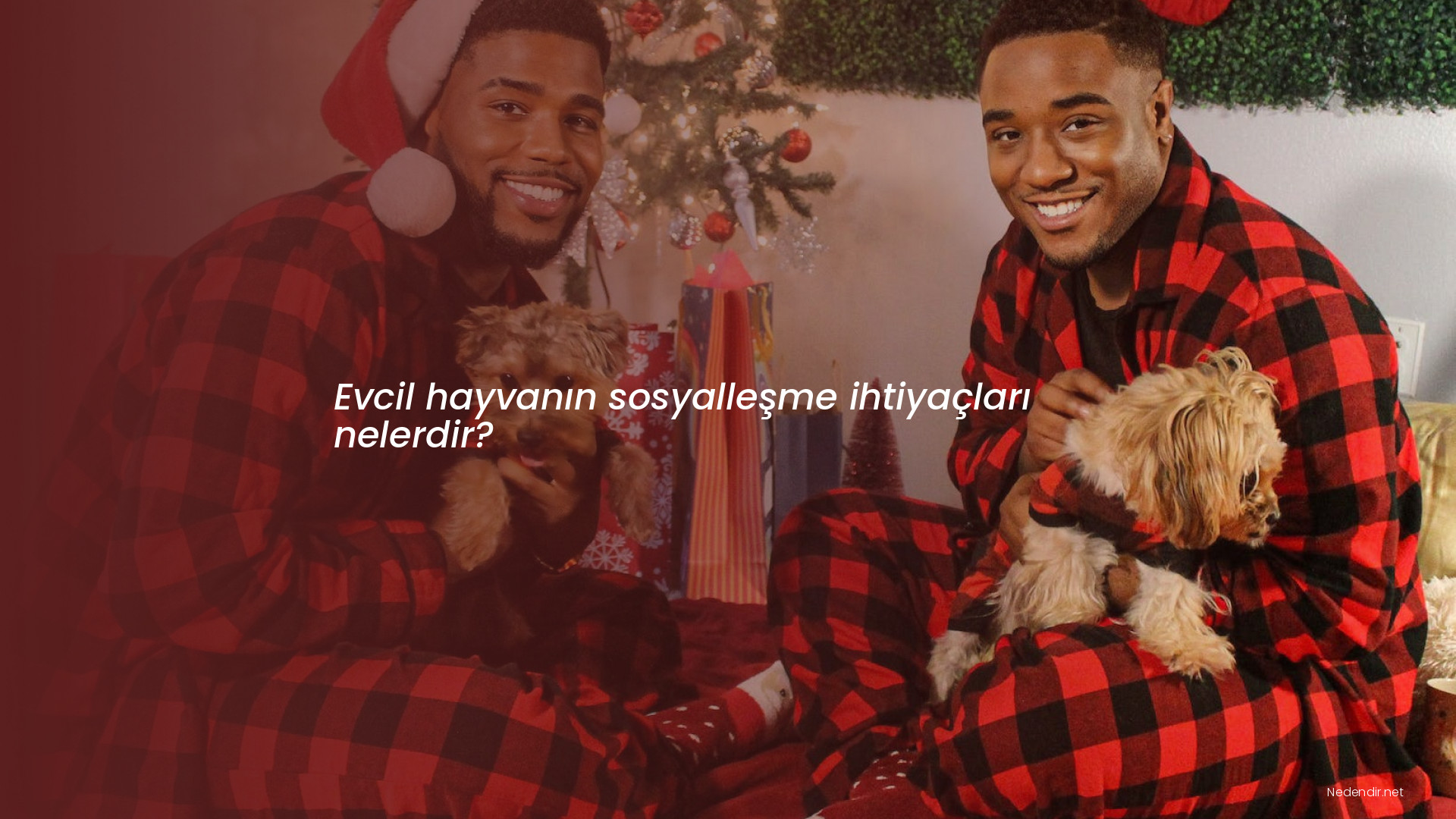 Evcil hayvanın sosyalleşme ihtiyaçları nelerdir?