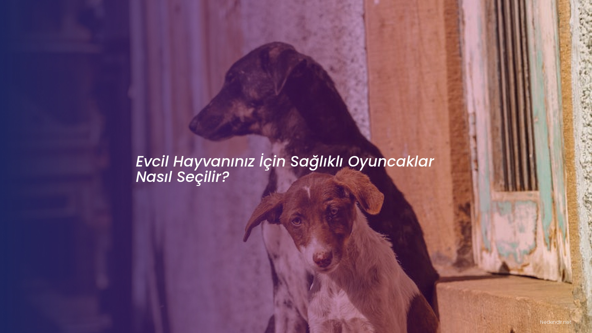 Evcil Hayvanınız İçin Sağlıklı Oyuncaklar Nasıl Seçilir?