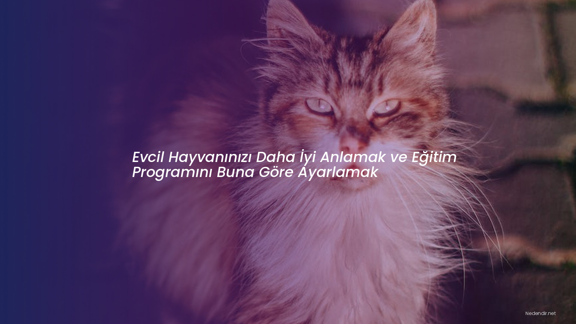 Evcil Hayvanınızı Daha İyi Anlamak ve Eğitim Programını Buna Göre Ayarlamak