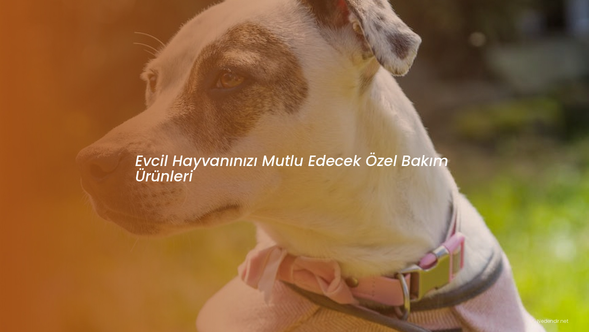 Evcil Hayvanınızı Mutlu Edecek Özel Bakım Ürünleri