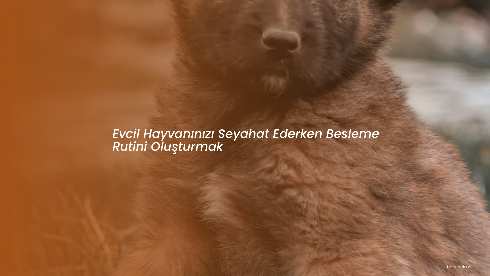 Evcil Hayvanınızı Seyahat Ederken Besleme Rutini Oluşturmak