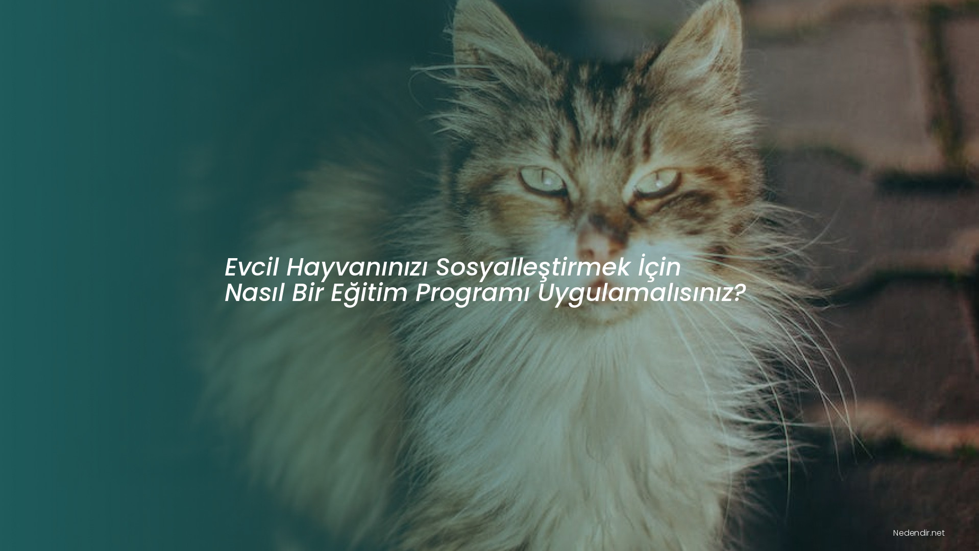 Evcil Hayvanınızı Sosyalleştirmek İçin Nasıl Bir Eğitim Programı Uygulamalısınız?