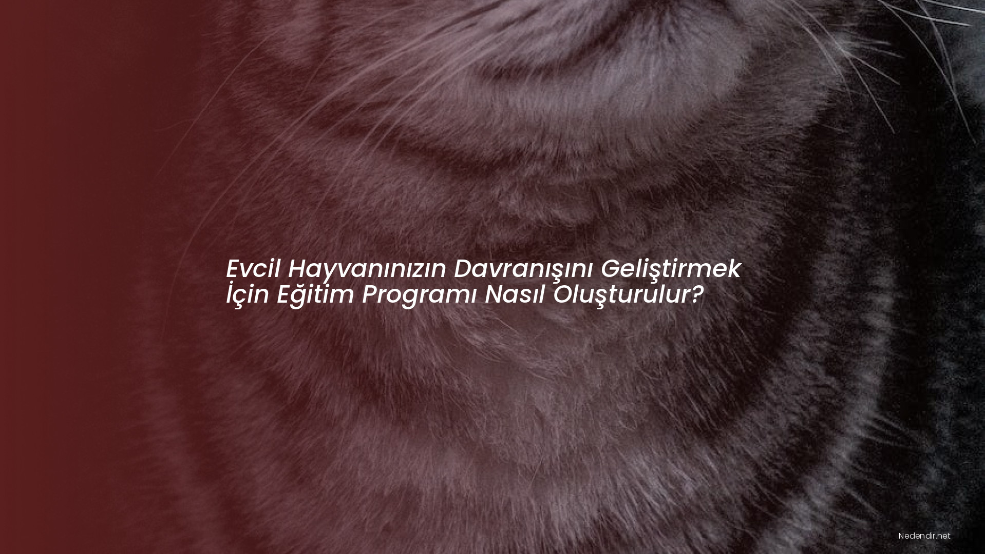Evcil Hayvanınızın Davranışını Geliştirmek İçin Eğitim Programı Nasıl Oluşturulur?