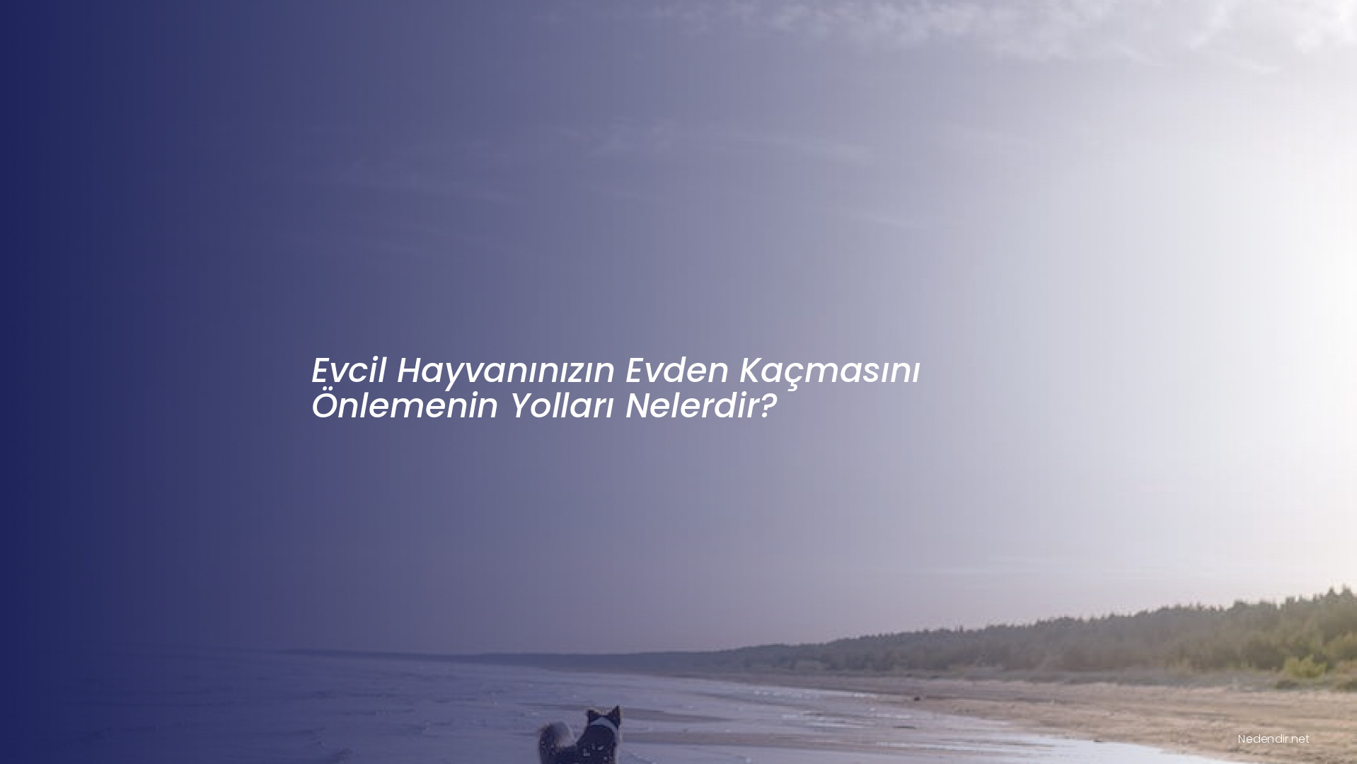 Evcil Hayvanınızın Evden Kaçmasını Önlemenin Yolları Nelerdir?