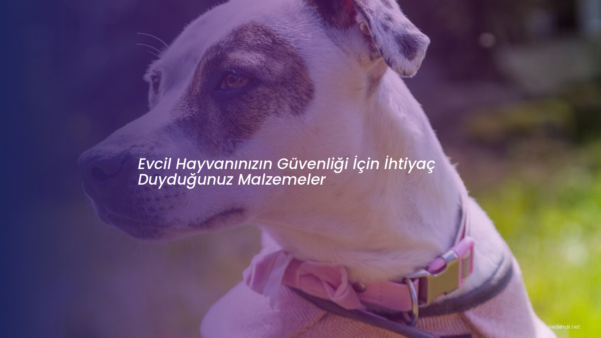 Evcil Hayvanınızın Güvenliği İçin İhtiyaç Duyduğunuz Malzemeler