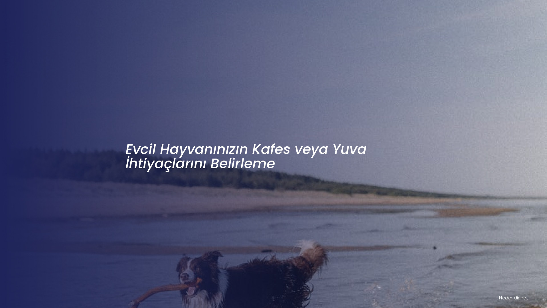 Evcil Hayvanınızın Kafes veya Yuva İhtiyaçlarını Belirleme