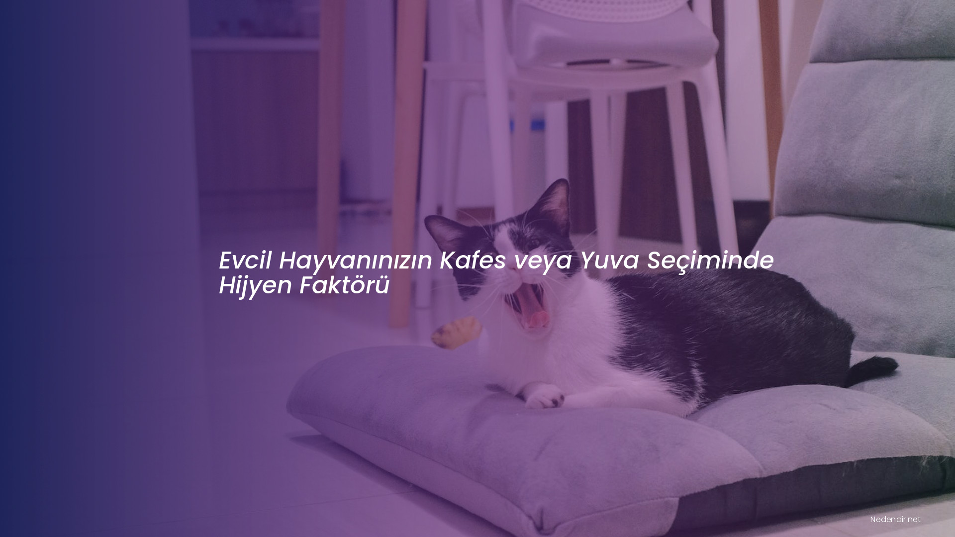 Evcil Hayvanınızın Kafes veya Yuva Seçiminde Hijyen Faktörü