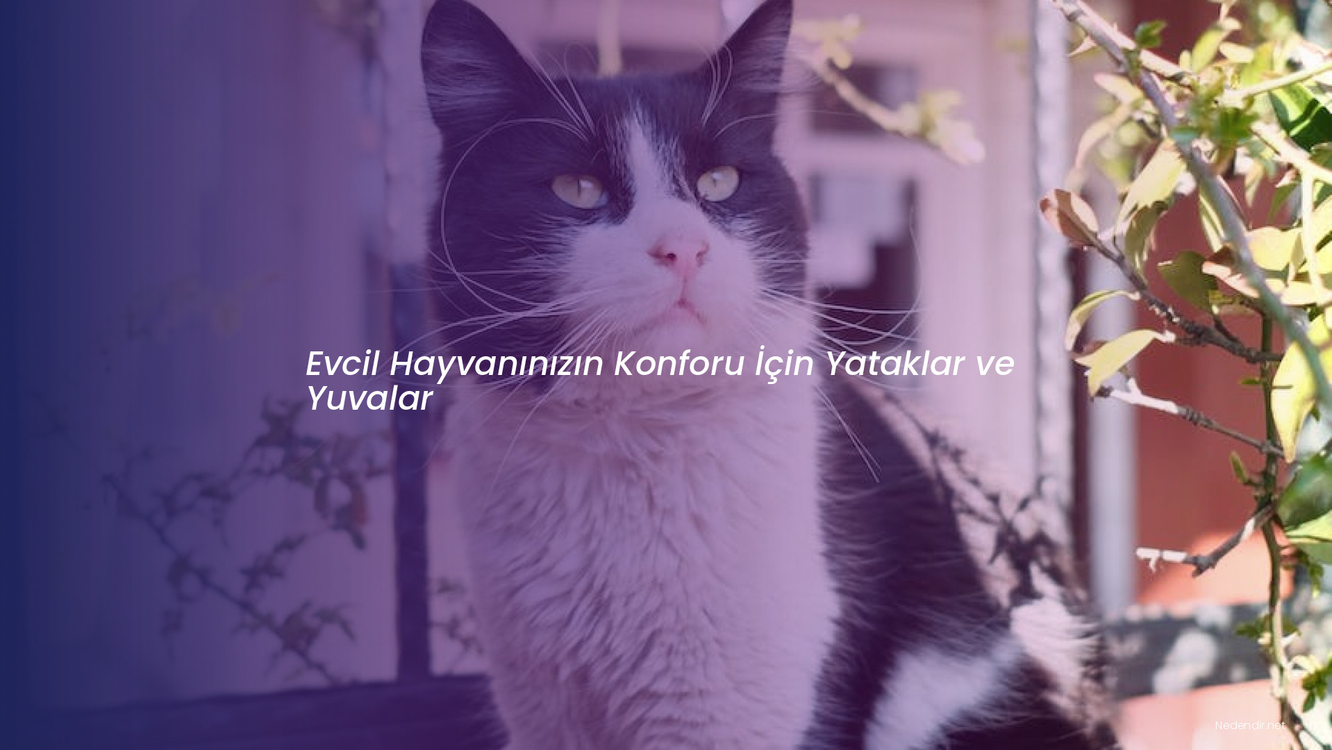 Evcil Hayvanınızın Konforu İçin Yataklar ve Yuvalar